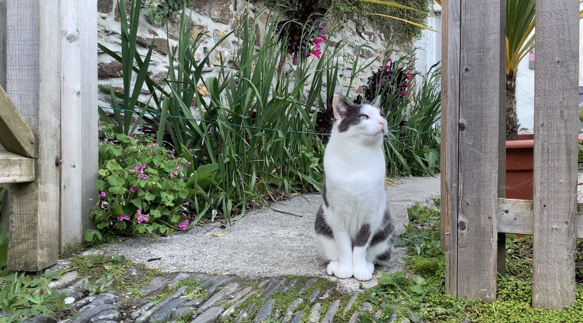 Albie the cat sitting in garden during Escape to the Country filming at Sadie Jewellery Cornwall studio